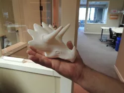 Triceratops head