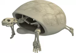Turtle Skeleton with Cutaway Shell 3D model