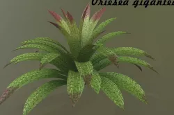 Vriesea gigantea 3D model