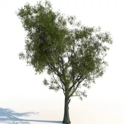 Willow 3D model