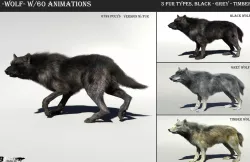 Wolf with hair and fur modifier 3D model