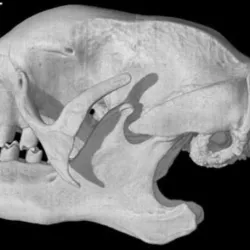 Bradypus variegatus, Three-toed Sloth skull