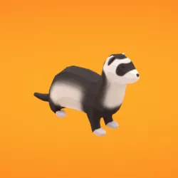 Ferret