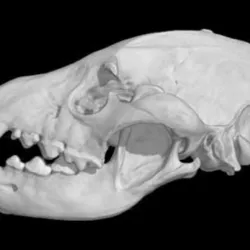 Hyaena hyaena, Striped Hyena skull