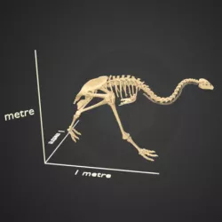 Little bush moa skeleton
