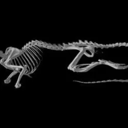 Mus musculus, House Mouse skull