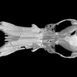 Obdurodon dicksoniFossil, Fossil Platypus skull