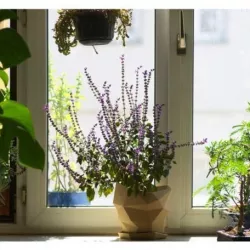 poly pot