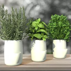 POT TO STORE // Aromatic plant / Decoration