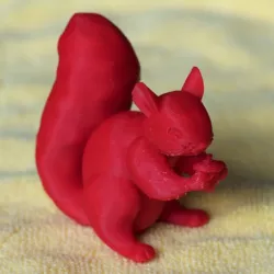 squirrel