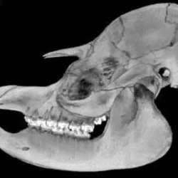 Tapirus terrestris, Lowland Tapir skull