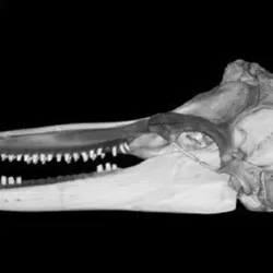 Tursiops truncatus, Bottlenose Dolphin skull