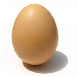 3D egg