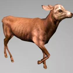 Animated Deer