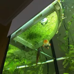 Aquarium floating barrier for duckweed