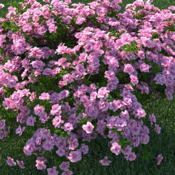AZALEA JAPONICA