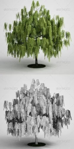 CGAxis Willow Tree CGAXIS 16