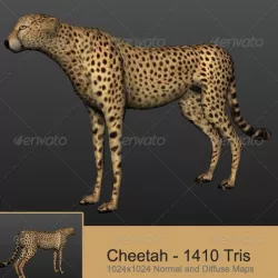 Cheetah