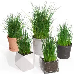 Chives