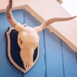 Cow Skull on Shield