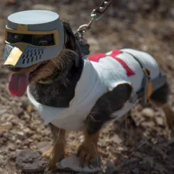 Deus Vult Dog: The Costume