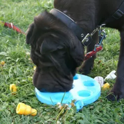 Dog's game