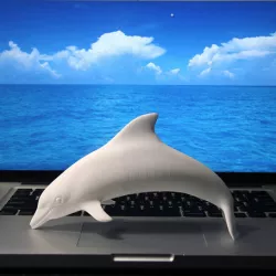 Dolphins or A Dolphin?