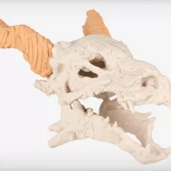 Dragon Skull