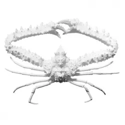 Elbow Crab