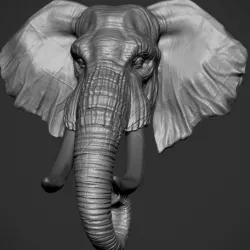 Elephant  Head