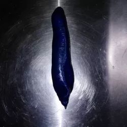 ergonomic pen