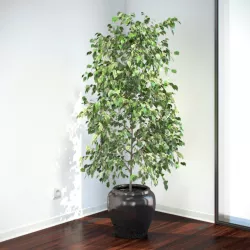 FICUS BENJAMINA