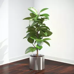 FICUS ELASTICA