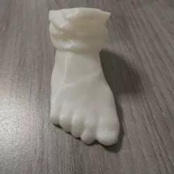 Foot (Scan)