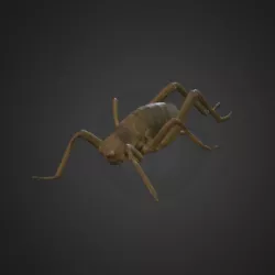 Giant Weta / Wētāpunga