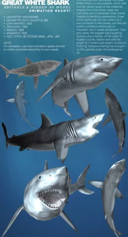 Great White Shark rigged 3Ds model