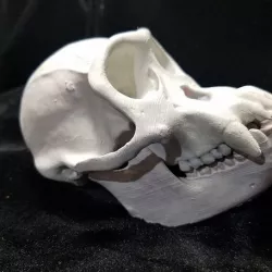 High Resolution Replica Scan Chimpanzee Skull Full Size
