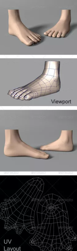 Human Foot