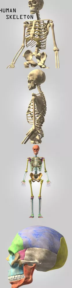 Human skeleton