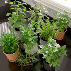 Kitchen Herbs
