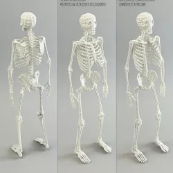 Low Poly Base Mesh Skeleton