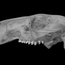 Macropus rufus, Red Kangaroo skull