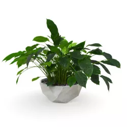 Peace Lily