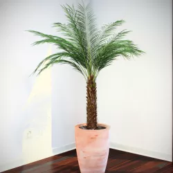 PHOENIX PALM v2