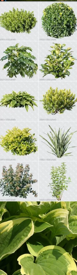 Plants Textures Hi-Res Collection 01