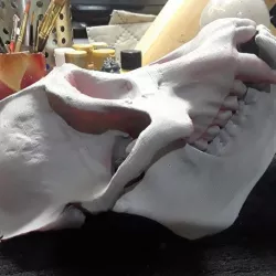 Replica Real Orangutan Primate Skull and Jaw