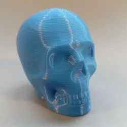 Riley the printable Skull