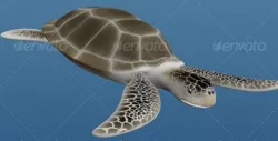 Sea turtle