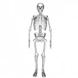 SKELETON