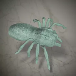 Spider